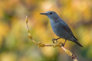 Photos of Blue Rock Thrush (Monticola solitarius)