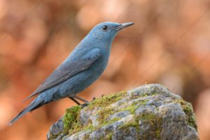 Photos of Blue Rock Thrush (Monticola solitarius)