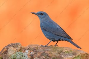 Foto di Passero solitario (Monticola solitarius)