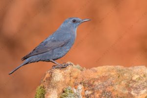 Photos of Blue Rock Thrush (Monticola solitarius)