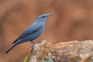 Photos of Blue Rock Thrush (Monticola solitarius)