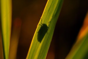 Foto di Cicalina verde (Cicadella viridis)