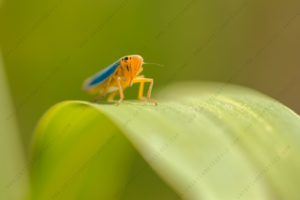 Photo of Green Leafhopper (Cicadella viridis)