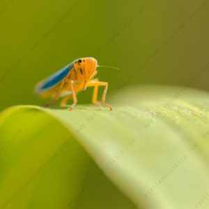 Photo of Green Leafhopper (Cicadella viridis)