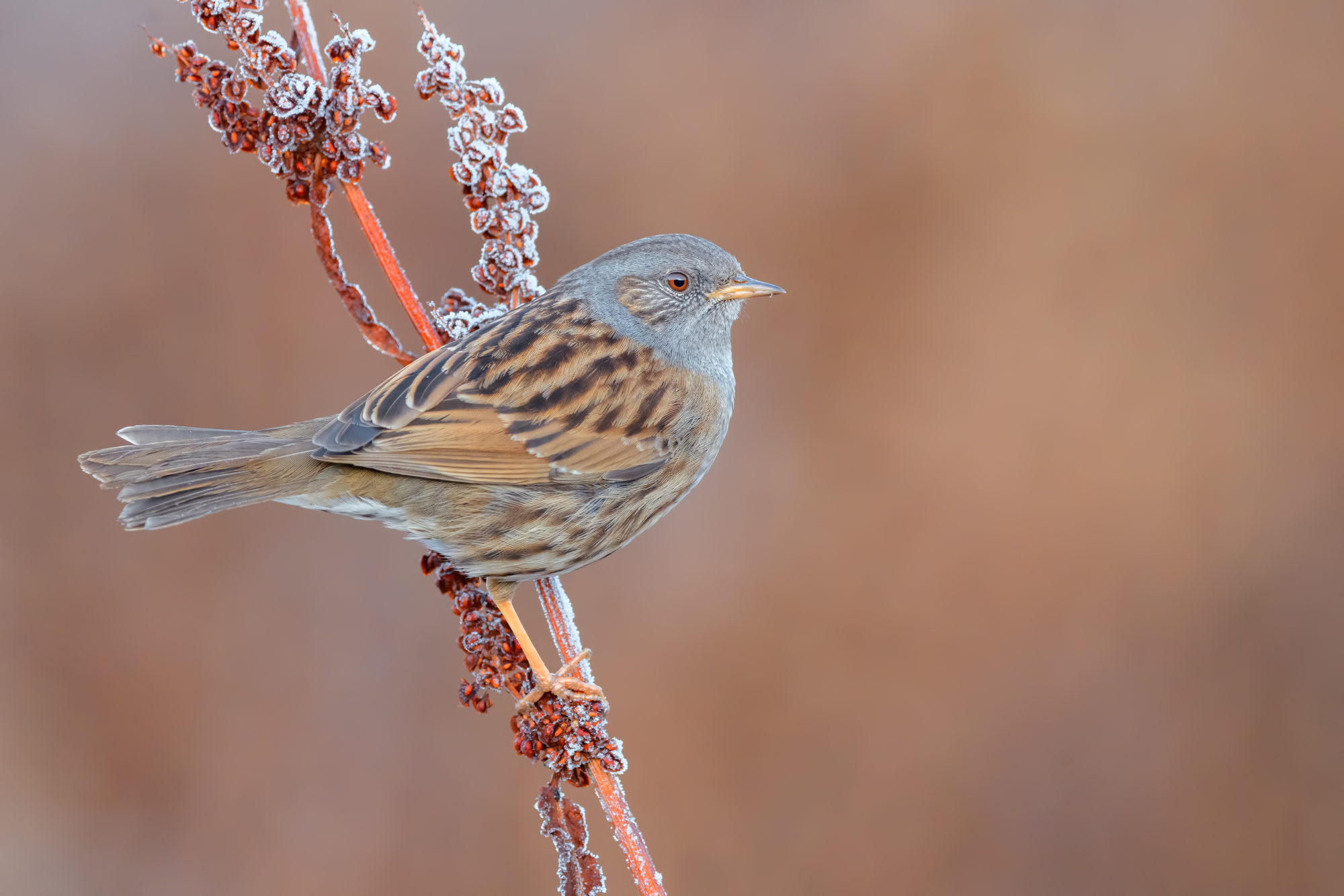 Dunnock photos and images (Prunella modularis)