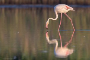 Foto di Fenicottero (Phoenicopterus roseus)