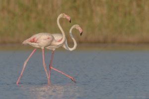 Foto di Fenicottero (Phoenicopterus roseus)