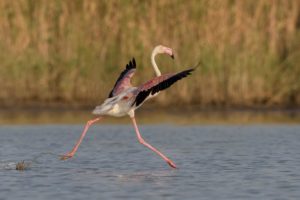 Foto di Fenicottero (Phoenicopterus roseus)