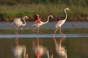 Foto di Fenicottero (Phoenicopterus roseus)