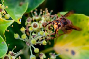 Foto di Calabrone (Vespa crabro)