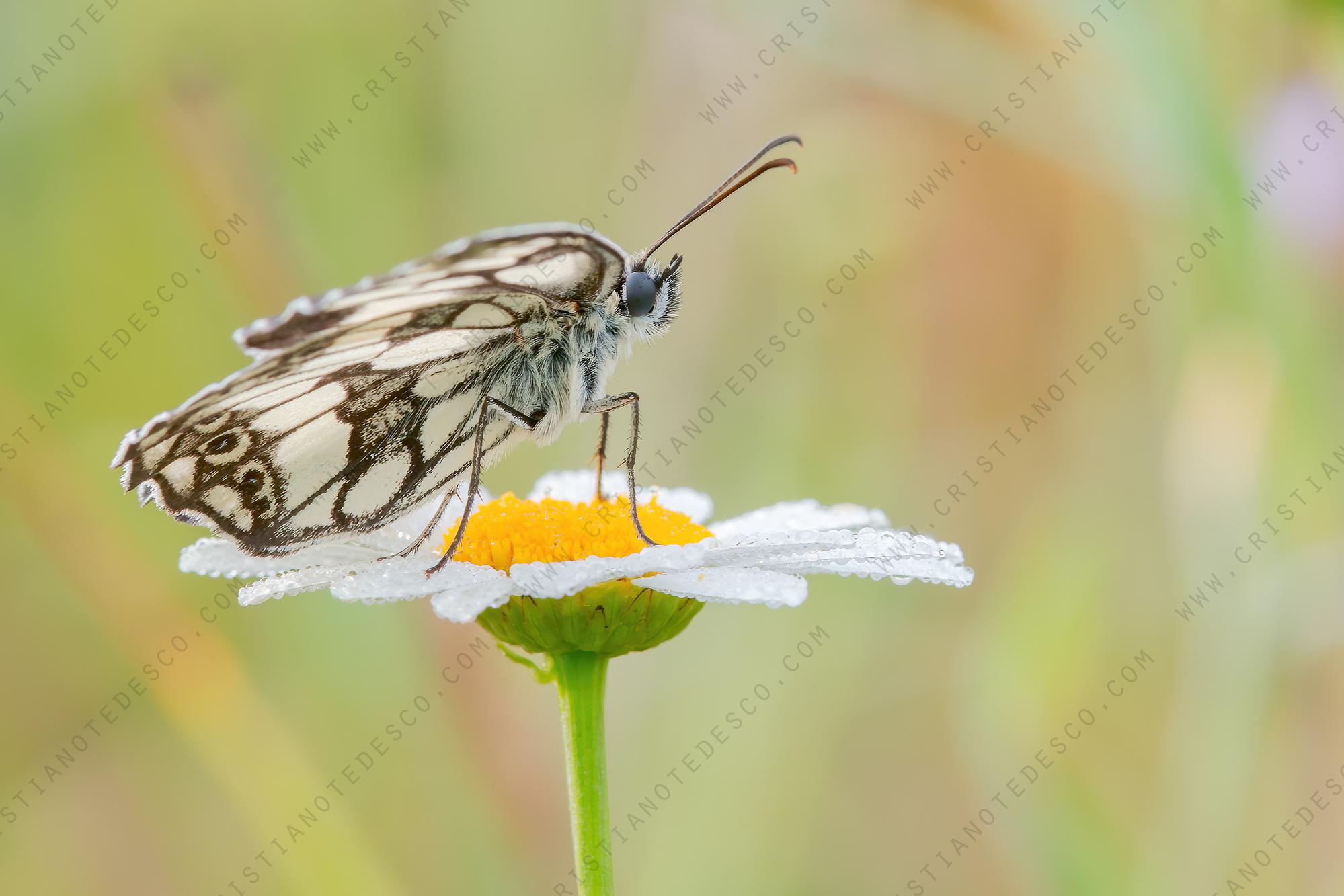 Foto di Melanargia galathea