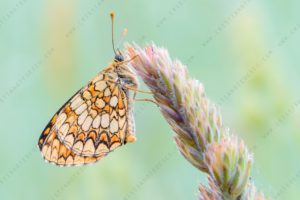 Foto di Melitaea didyma