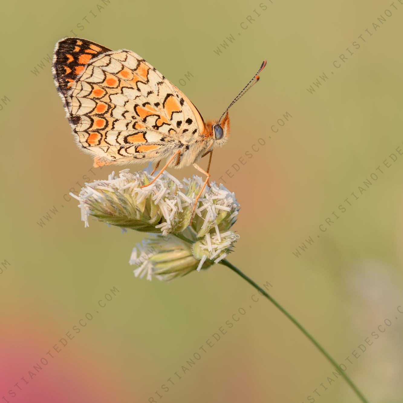 Photos of Melitaea phoebe