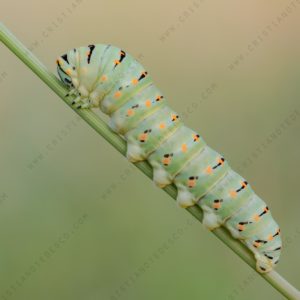Photos of Papilio machaon