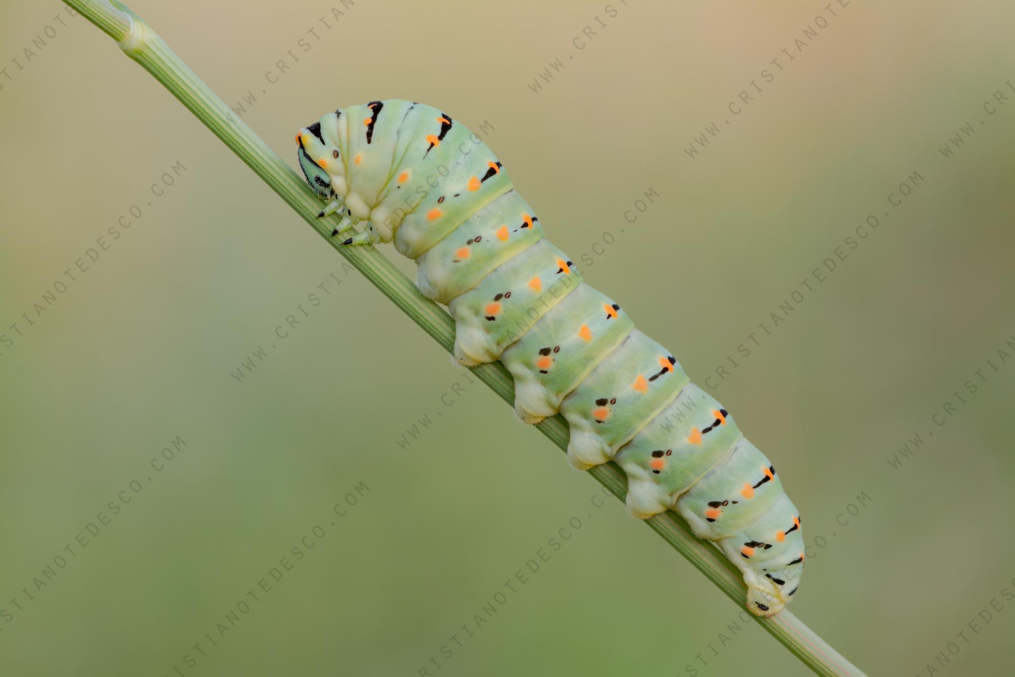 Foto di Macaone (Papilio machaon)