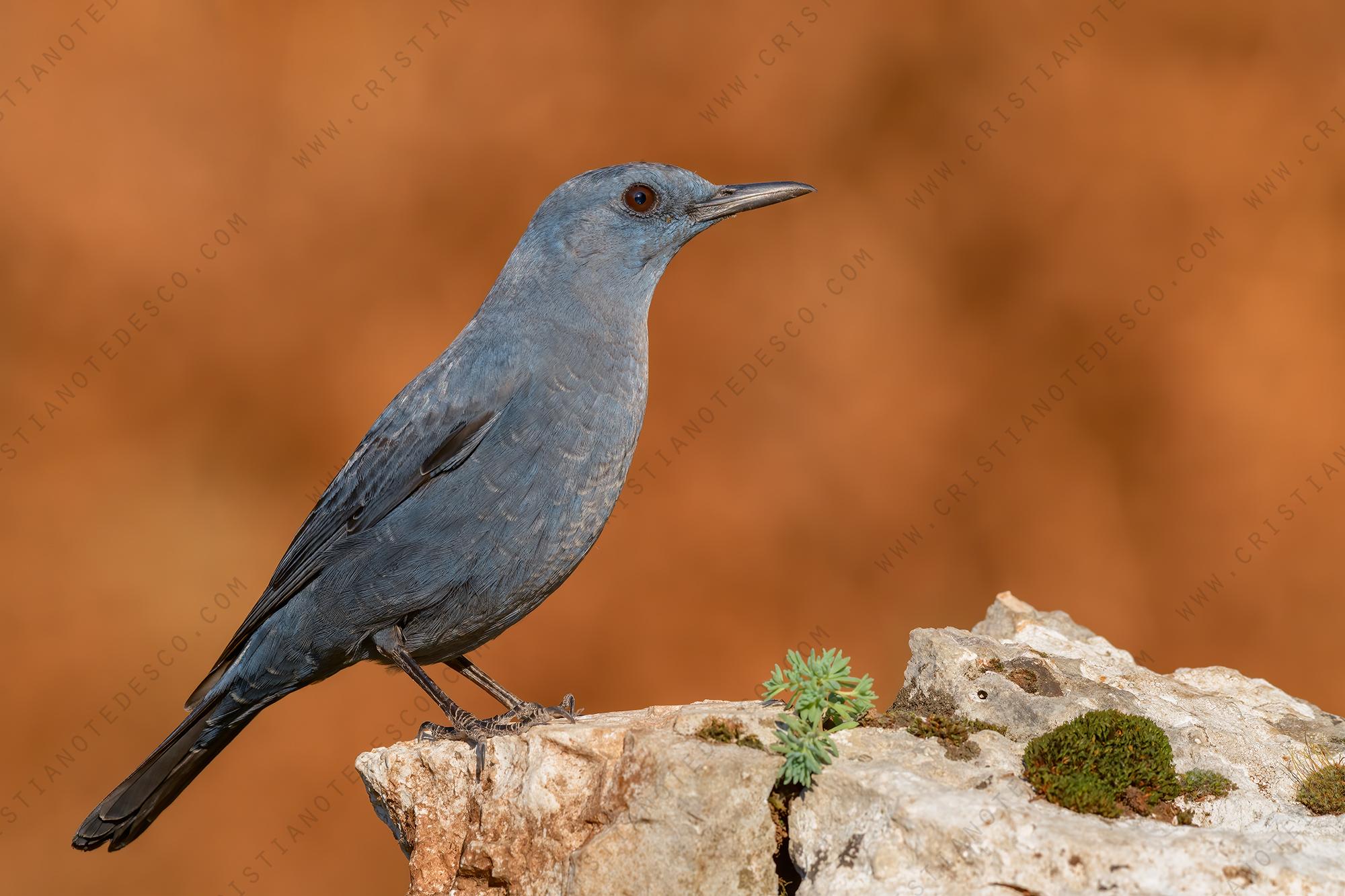 Foto di Passero solitario (Monticola solitarius)