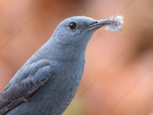 Photos of Blue Rock Thrush (Monticola solitarius)