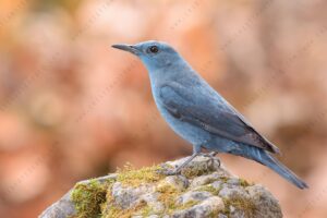 Photos of Blue Rock Thrush (Monticola solitarius)