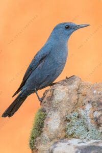 Photos of Blue Rock Thrush (Monticola solitarius)