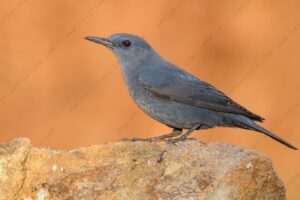 Foto di Passero solitario (Monticola solitarius)