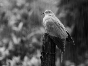 Foto di tortora dal collare (Streptopelia decoacto)