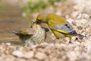 Foto di verdone (Chloris chloris)