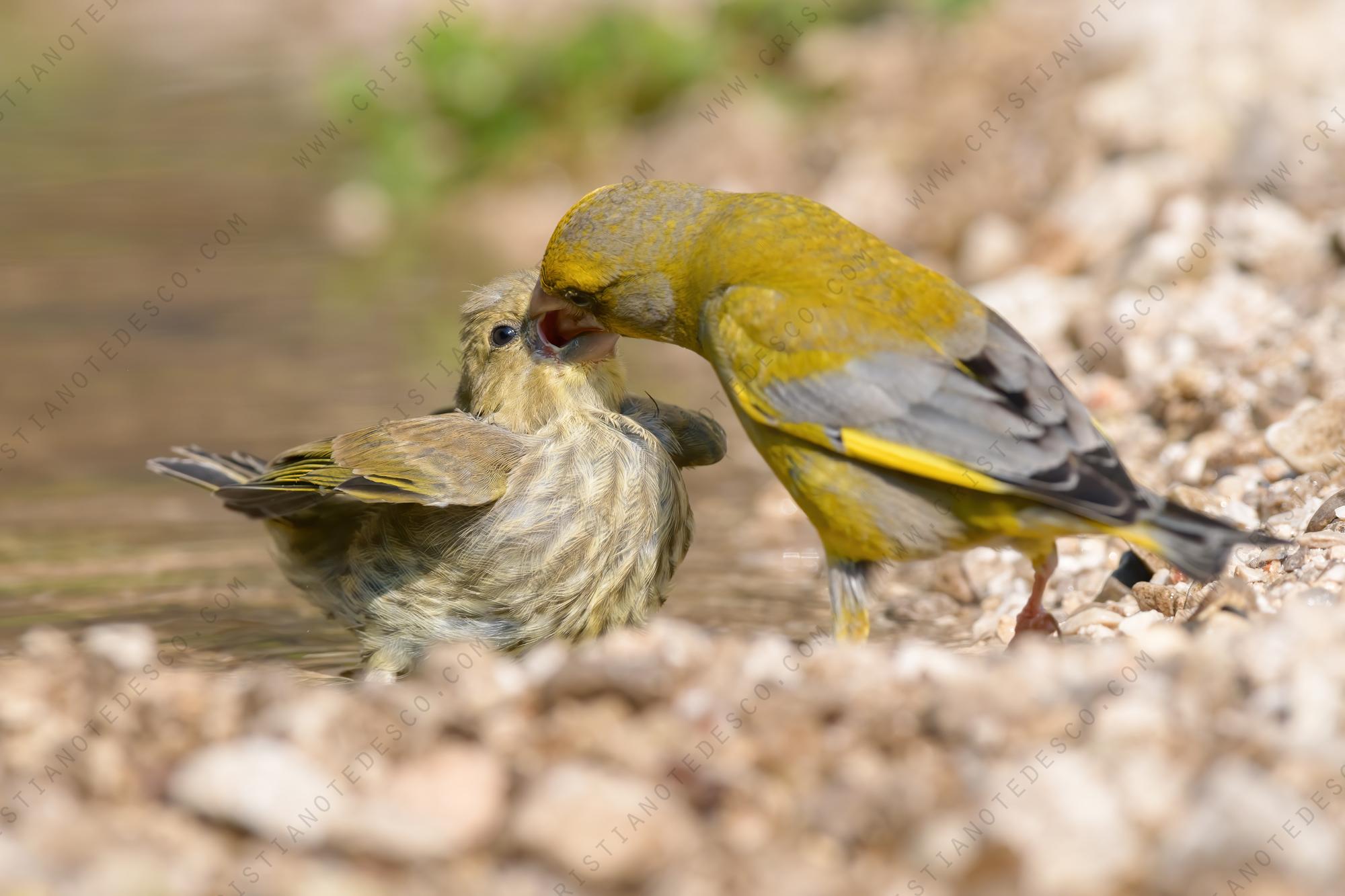 Foto di verdone (Chloris chloris)