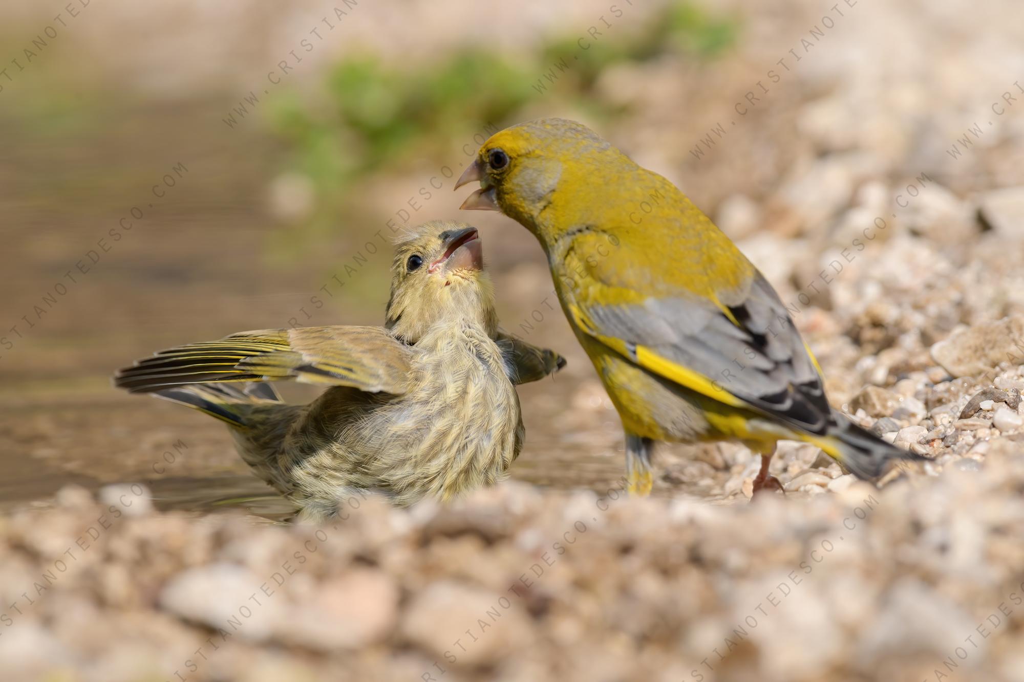 Foto di verdone (Chloris chloris)