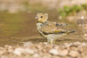 Foto di verdone (Chloris chloris)