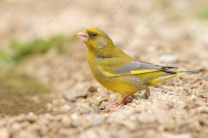 Foto di verdone (Chloris chloris)