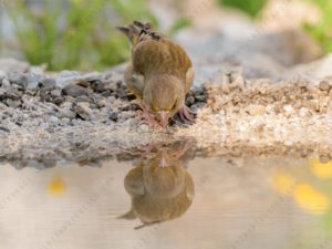 Foto di verdone (Chloris chloris)