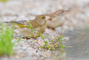 Foto di verdone (Chloris chloris)