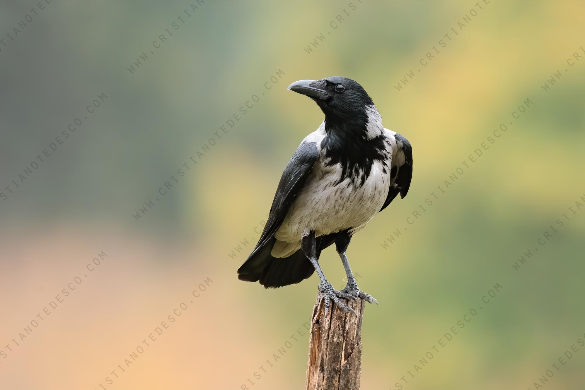 Foto di cornacchia grigia (Corvus cornix)