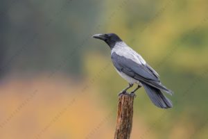 Foto di cornacchia grigia (Corvus cornix)