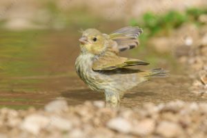 Foto di verdone (Chloris chloris)