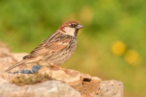 Foto di passera sarda (Passer hispaniolensis)