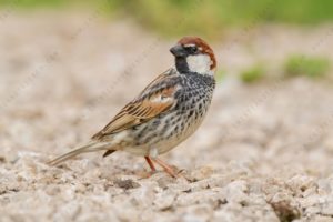 Foto di passera sarda (Passer hispaniolensis)