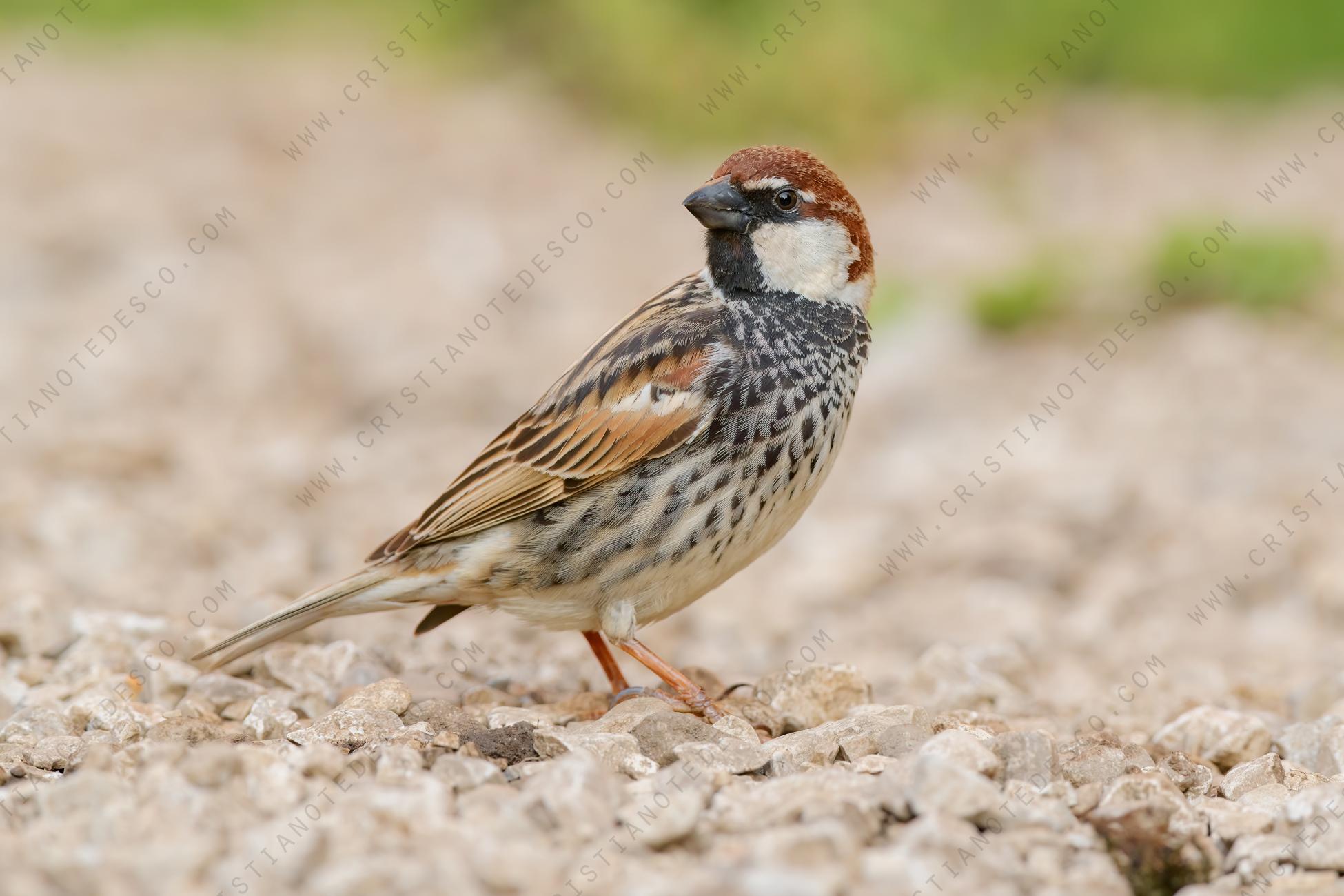 Foto di passera sarda (Passer hispaniolensis)