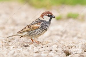 Photos of Spanish Sparrow (Passer hispaniolensis)