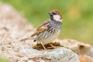 Foto di Passera sarda (Passer hispaniolensis)