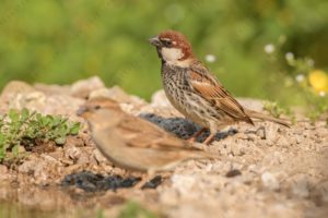 Photos of Spanish Sparrow (Passer hispaniolensis)