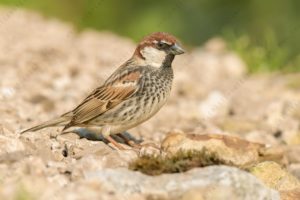 Foto di Passera sarda (Passer hispaniolensis)