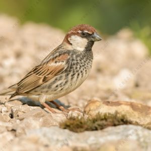Photos of Spanish Sparrow (Passer hispaniolensis)