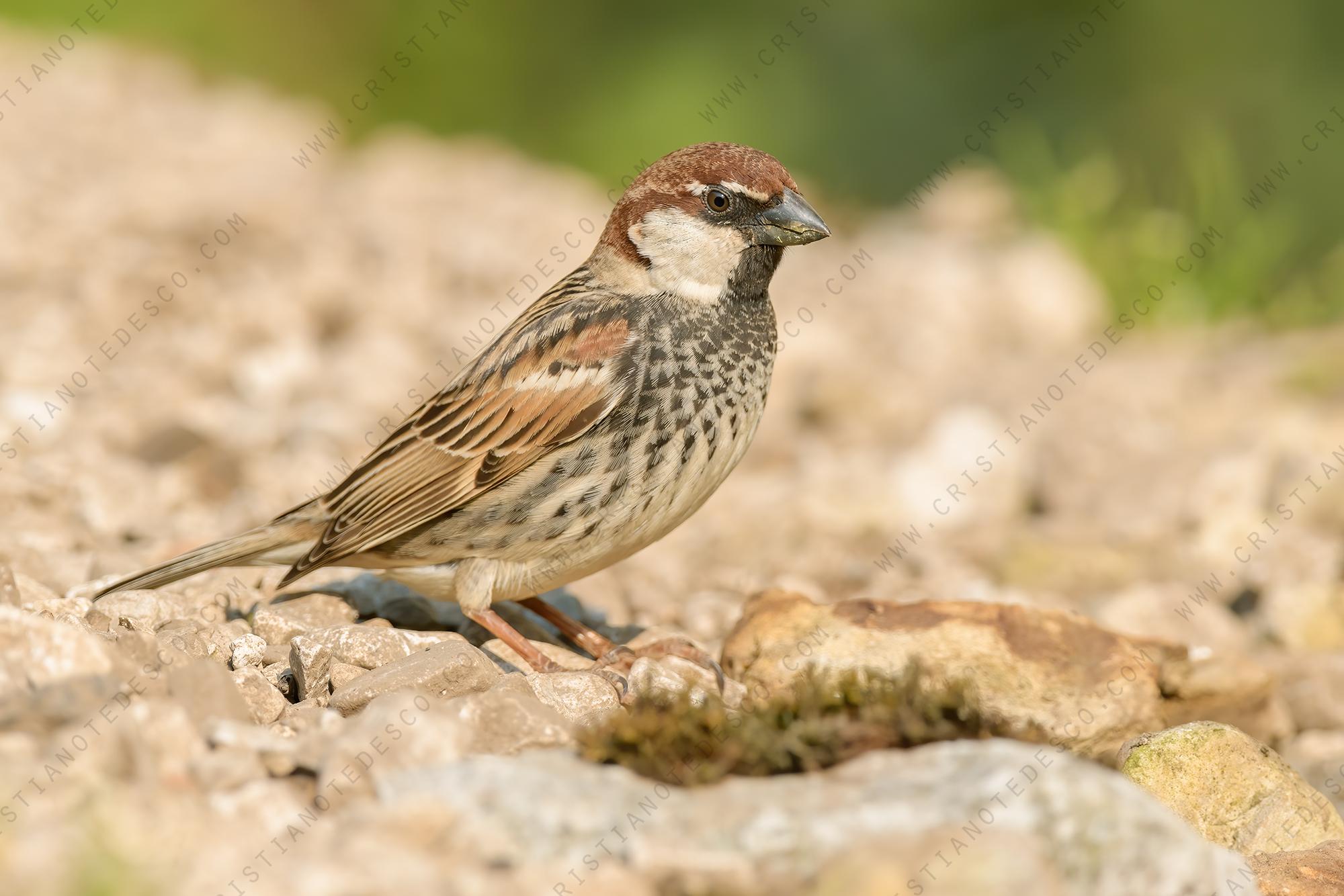 Photos of Spanish Sparrow (Passer hispaniolensis)