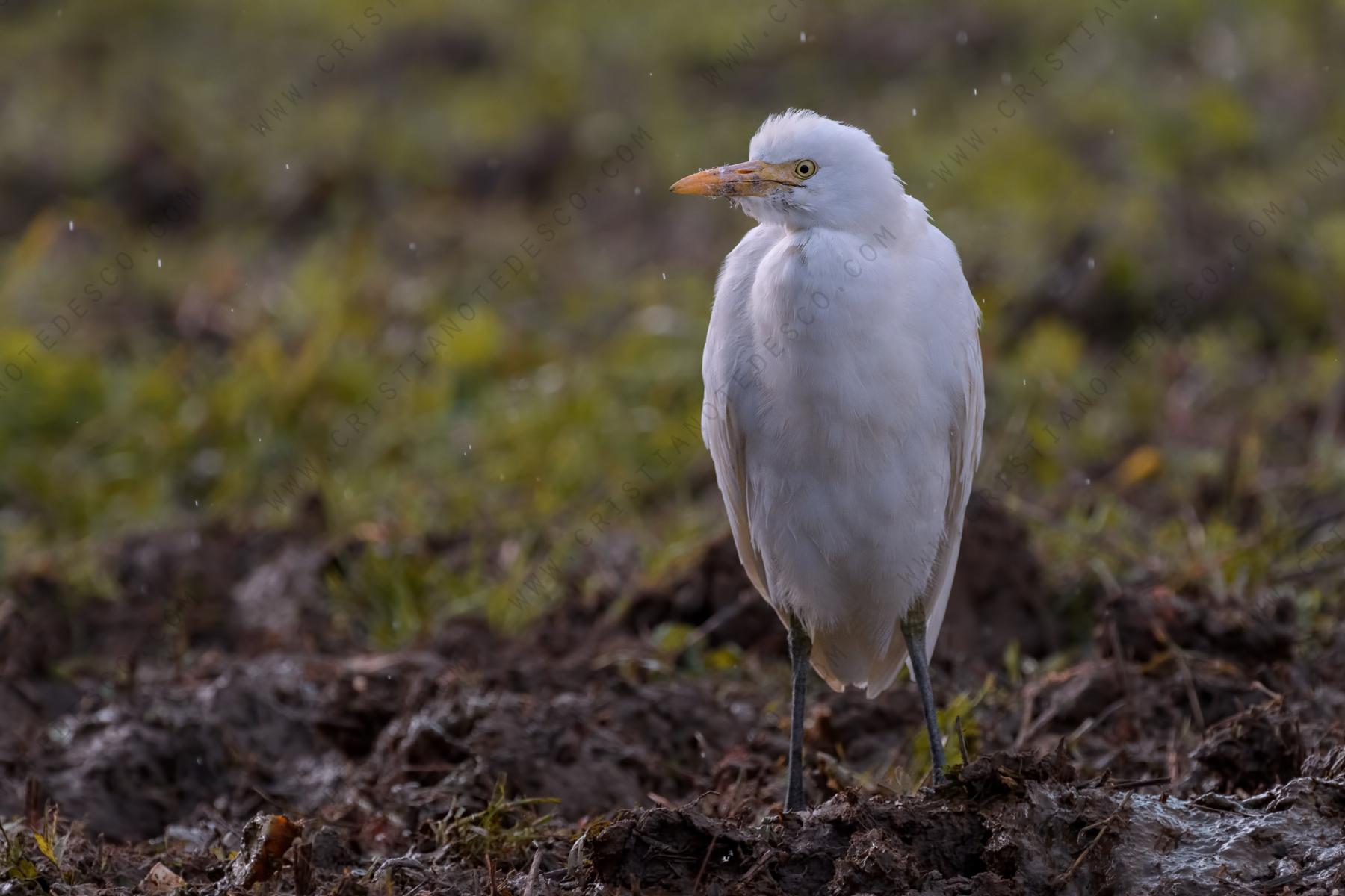 Foto di Airone guardabuoi (Bibulcus ibis)