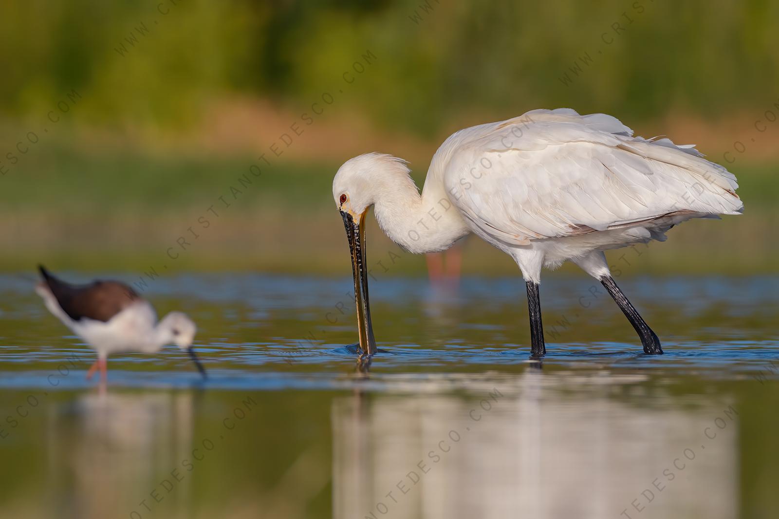 Foto di Spatola (Platalea leucorodia)