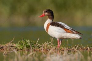 Foto di Volpoca (Tadorna tadorna)