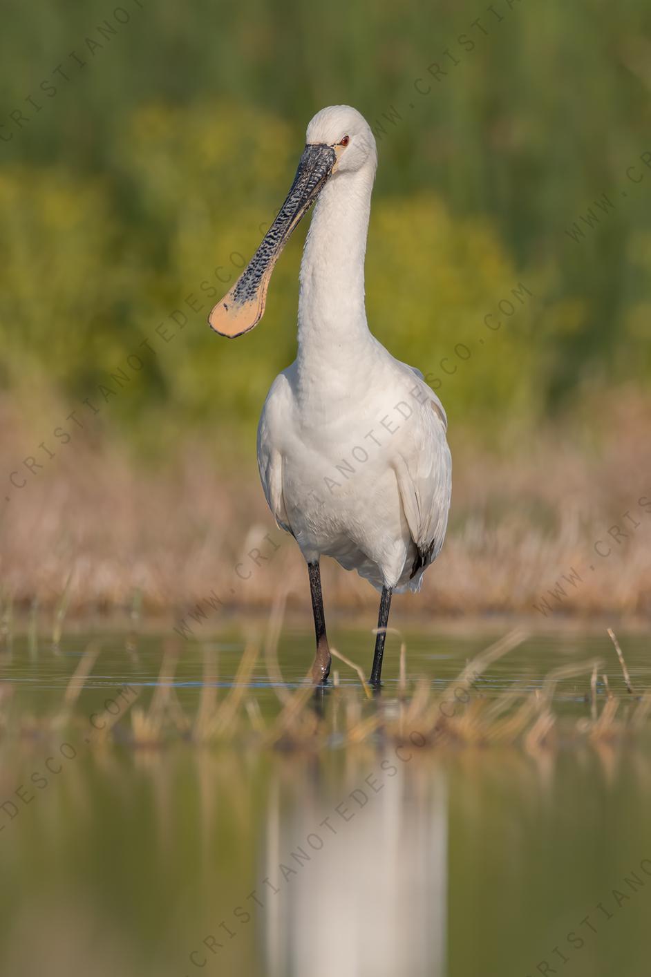 Foto di Spatola (Platalea leucorodia)