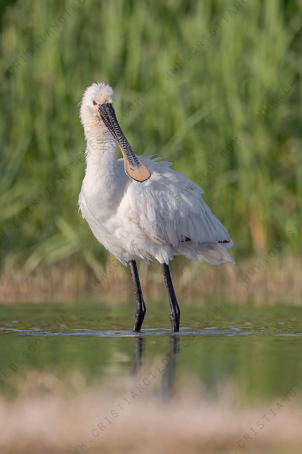 Foto di Spatola (Platalea leucorodia)