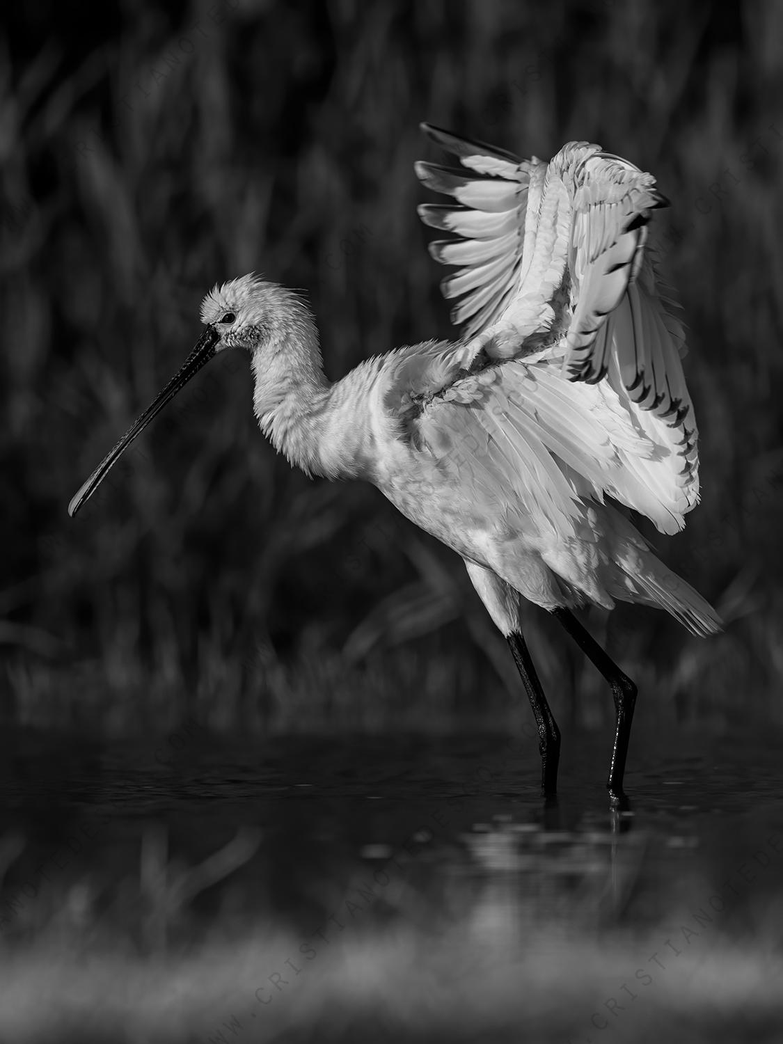 Photos of Eurasian Spoonbill (Platalea leucorodia)